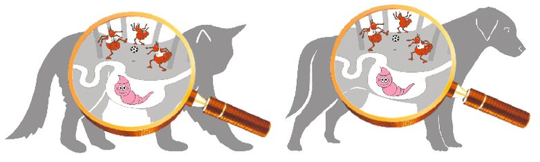 Cauzele paraziților în organism